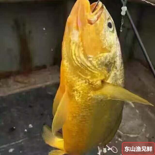 野生大黄鱼