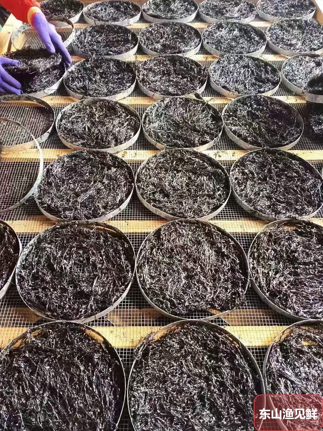 头水紫菜